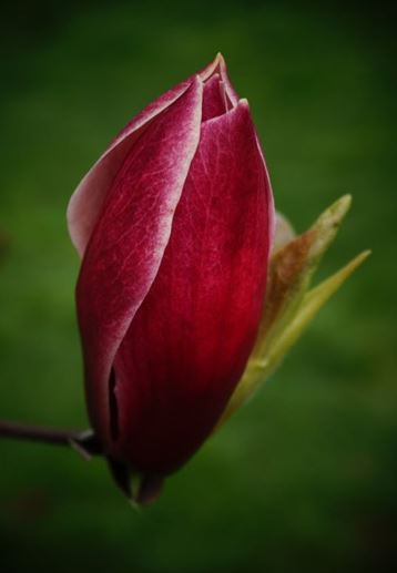 Magnolia Red Baron