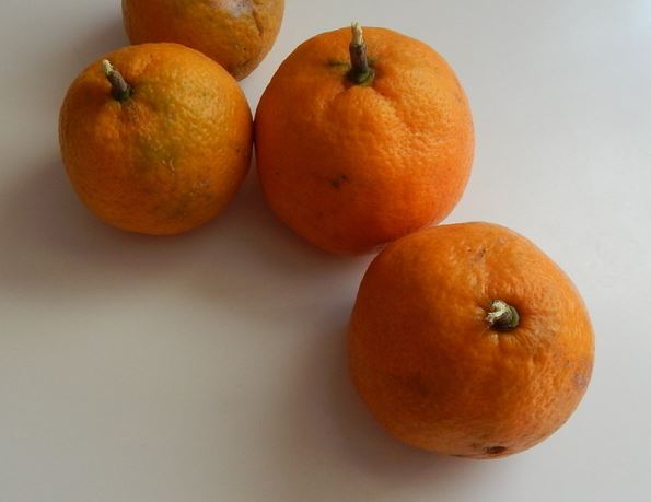 Citrus, Satsuma, Mandarin Orange Okitsu Wase