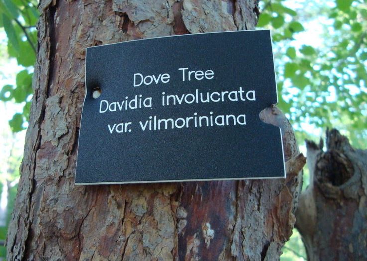 Dove Tree, Handkerchief Tree, Ghost Tree