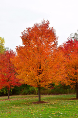 Sugar Maple 'Commemoration'