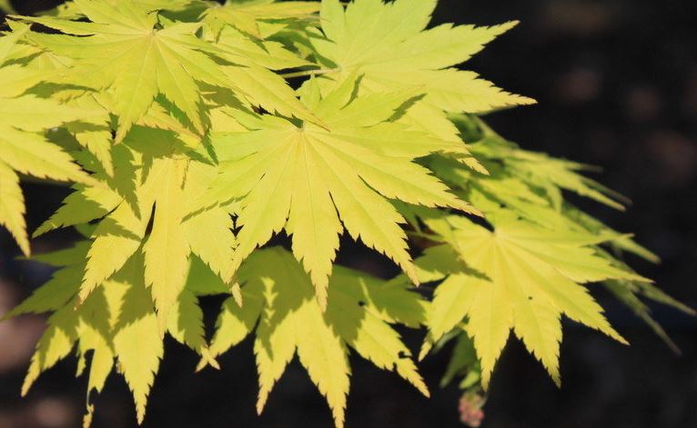 Acer, Full Moon Maple, Japanese Maple Jordan