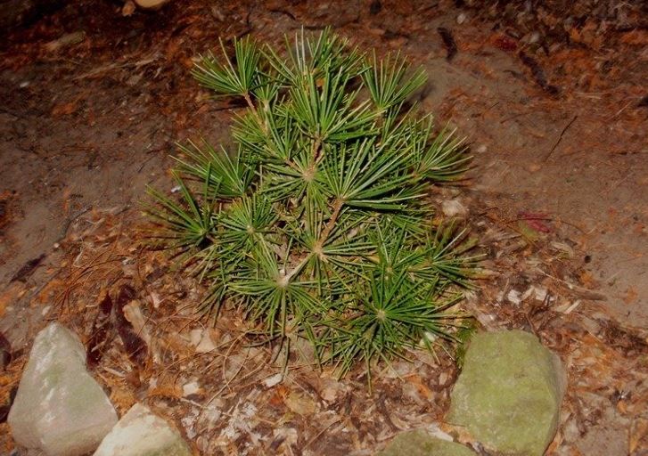 Dwarf Japanese Umbrella Pine Mitsch Select