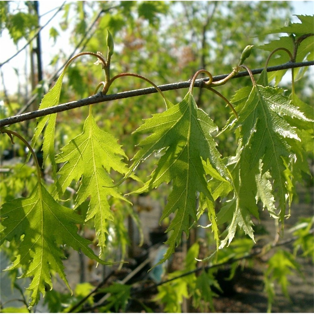 Swedish Birch Dalecarlica
