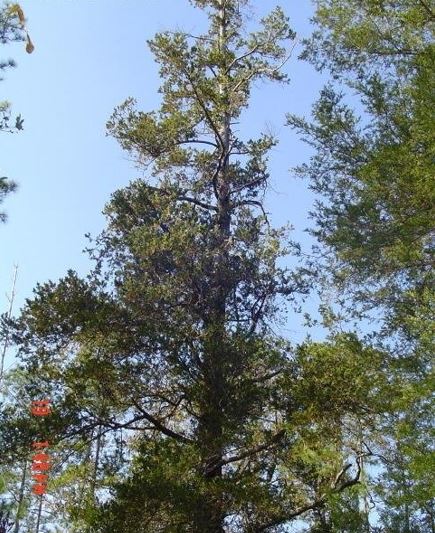 Atlantic White Cedar