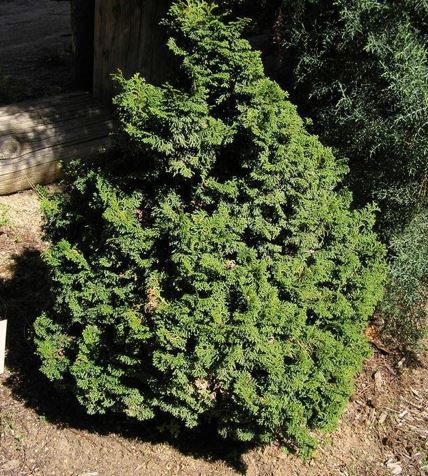 Chamaecyparis Species, Hinoki Cypress