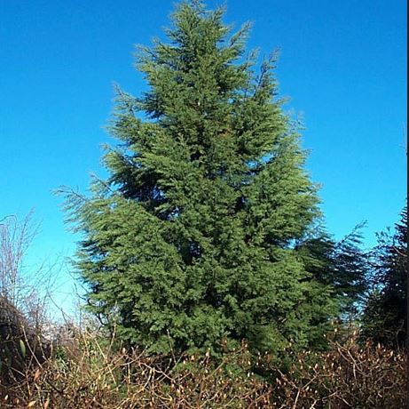 Baker Cypress, Modoc Cypress, Siskiyou Cypress