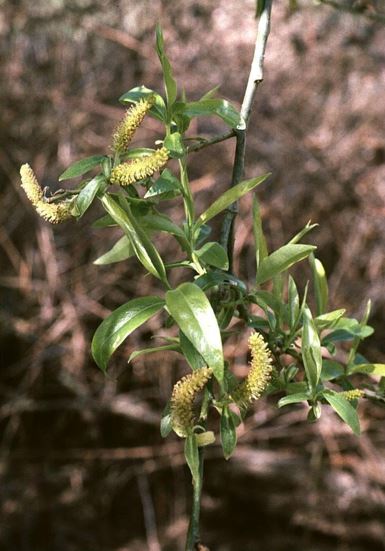 Crack Willow