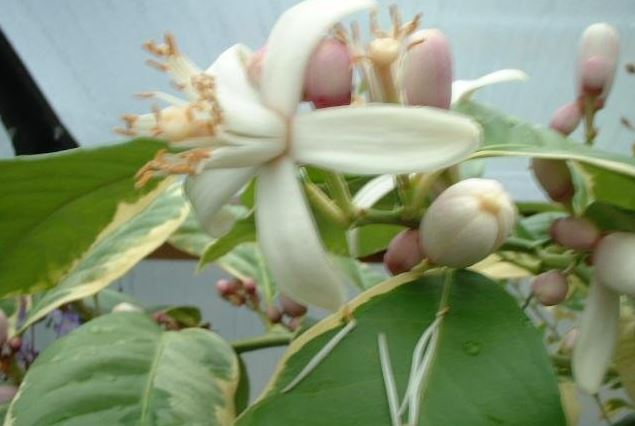 Citrus, Lemon, Variegated Lemon Variegated Pink Eureka