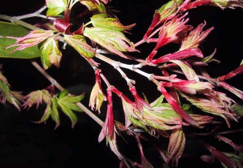 Acer Cultivar, Japanese Maple Oridono nishiki