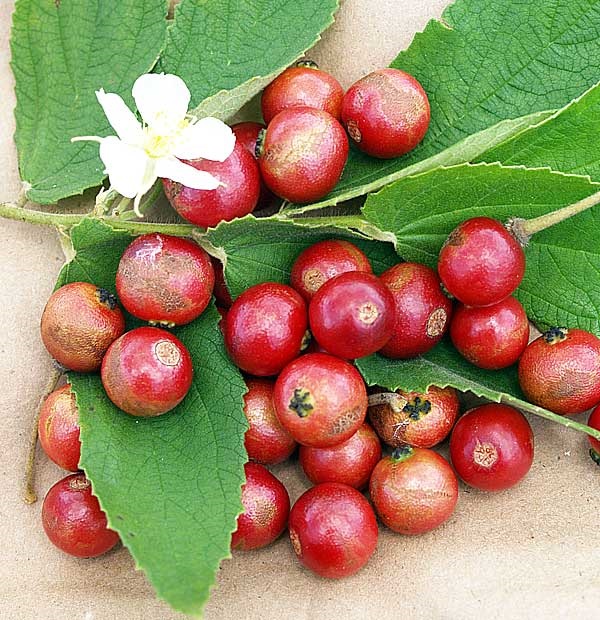 Capulin Cherry, Singapore Cherry, Tropic Cherry