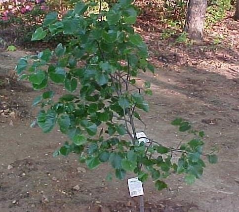 Cercis, Texas Redbud Oklahoma