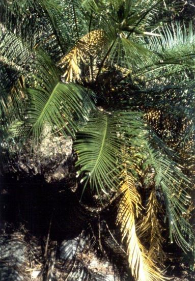 Cycad, Australian Sago