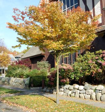 Japanese Grey-bark Elm, Japanese Zelkova Village Green