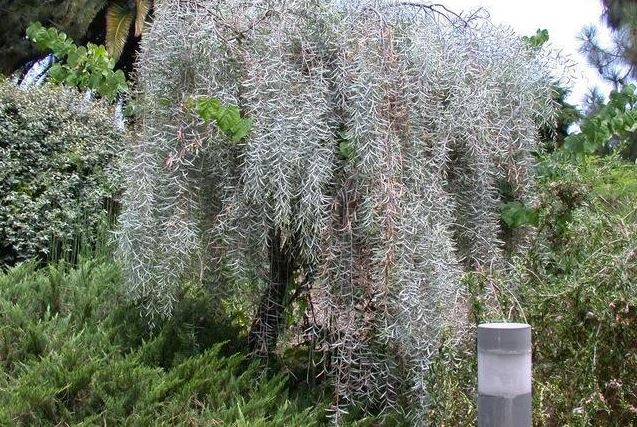 Acacia Species, Boree, Weeping Acacia, Weeping Myall