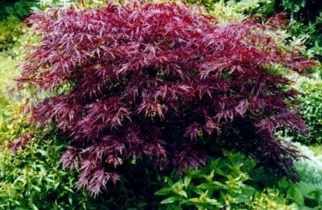 Acer, Cutleaf Japanese Maple, Threadleaf Japanese Maple Red Dragon
