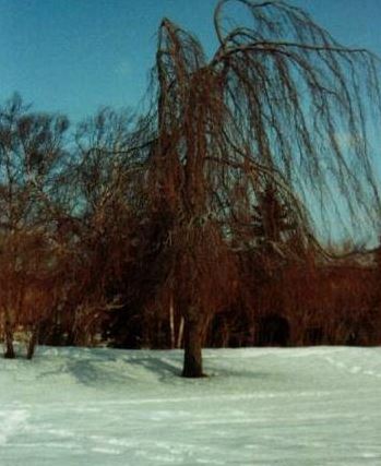 Fagus, Common Beech, Weeping European Beech Pendula