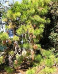 Benguet Pine