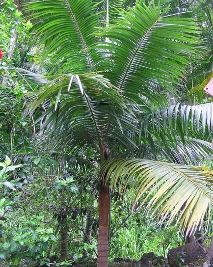 Acanthophoenix Species, Red Barbel Palm, Red Palm