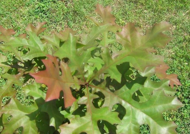 Texas Red Oak, Nuttall Oak, Red River Oak