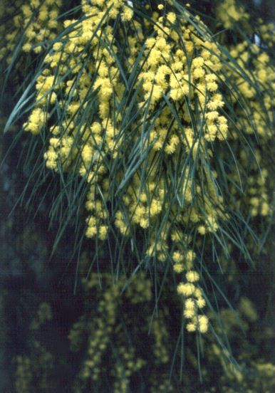 Acacia Species, River Wattle, Bower Wattle
