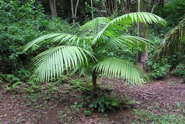 Calyptrocalyx Species, Maluku Kentia Palm
