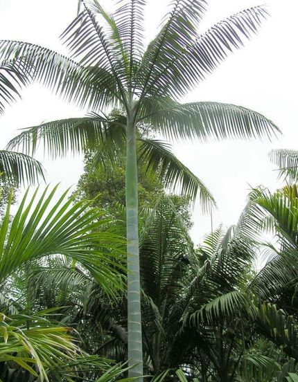 Clinostigma Species, Ponape Palm