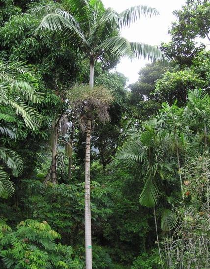 Winin Palm