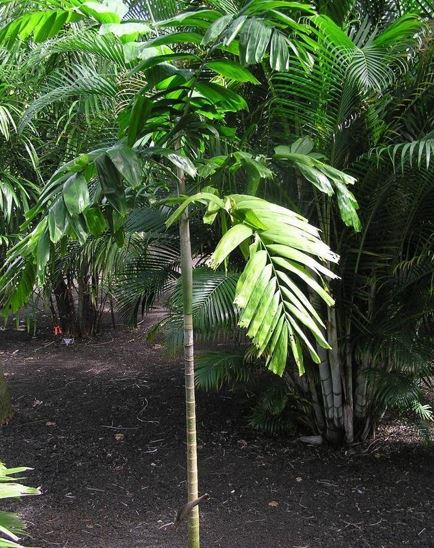 Veitchia Species, Palm