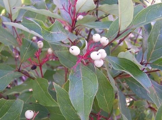 Gray Dogwood, Grey Dogwood