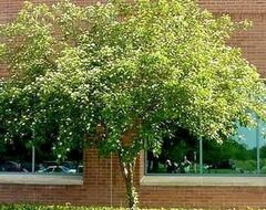 Rough-leaf Dogwood