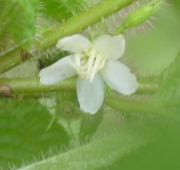 Clidemia Species, Kosters Curse, Soapbush