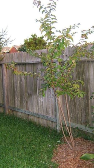 Lagerstroemia, Crape Myrtle, Crepe Myrtle Biloxi
