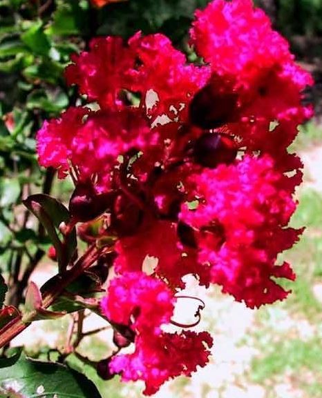 Lagerstroemia, Crape Myrtle, Crepe Myrtle Centennial Spirit