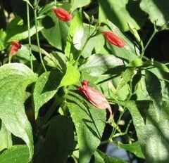 Ruellia Species, Red Christmas Pride, Short Leaf Wild Petunia, Tropical Monkey Plant, Wild Petunia