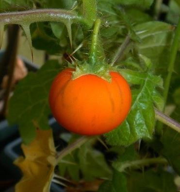 Soda Apple, Cockroach Berry