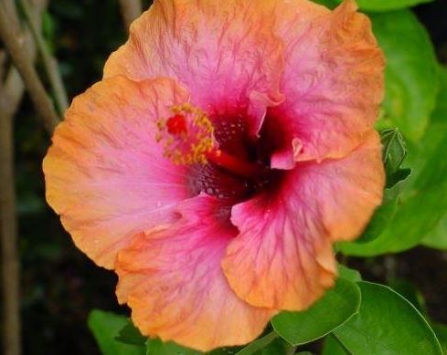 Tropical Hibiscus Erin Rachel