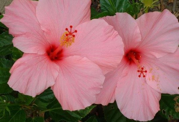 Tropical Hibiscus Seminole Pink