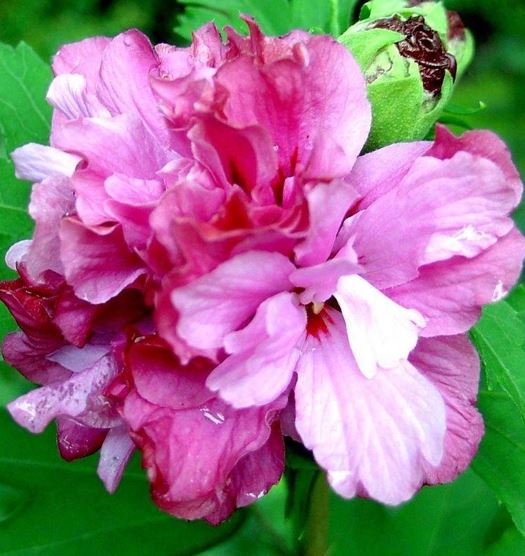 Rose of Sharon, Shrub Althea Boule de Feu