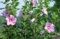 Rose of Sharon, Shrub Althea 'Hamabo'