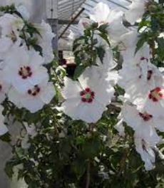 Hibiscus, Rose of Sharon, Shrub Althea Helene