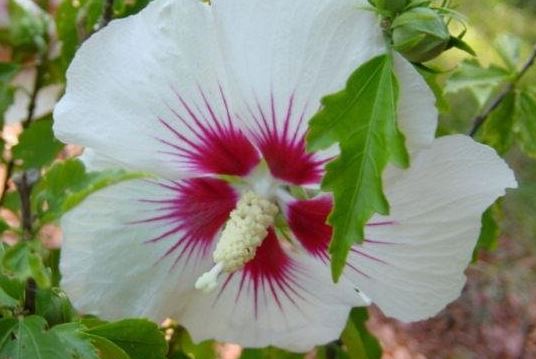 Hibiscus, Rose of Sharon, Shrub Althea Red Heart
