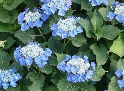 Bigleaf Hydrangea, Lacecap Blaumeise