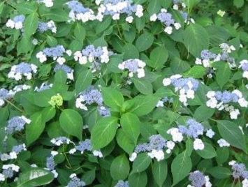 Bigleaf Hydrangea, Lacecap Coerulea