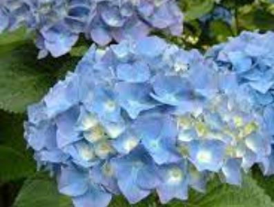 Bigleaf Hydrangea, French Hydrangea, Mophead Gentian Dome