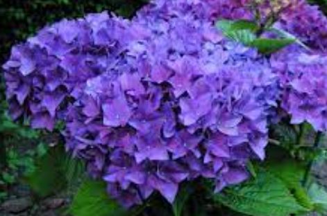 Bigleaf Hydrangea, French Hydrangea, Mophead Hobergine