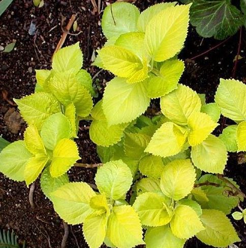 Bigleaf Hydrangea, French Hydrangea, Mophead Lemon Zest
