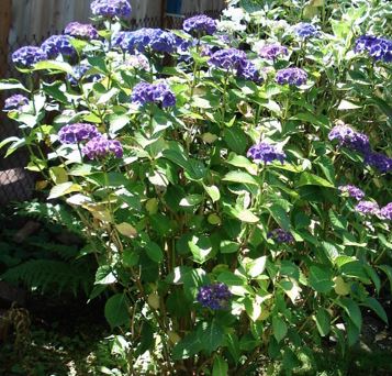 Bigleaf Hydrangea, French Hydrangea, Mophead Masja