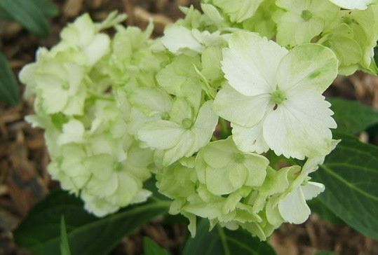 Bigleaf Hydrangea, French Hydrangea, Mophead Mme Emile Mouillere