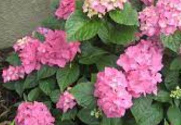Bigleaf Hydrangea, French Hydrangea, Mophead Pia