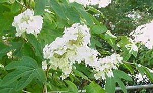 Oakleaf Hydrangea Ellen Huff